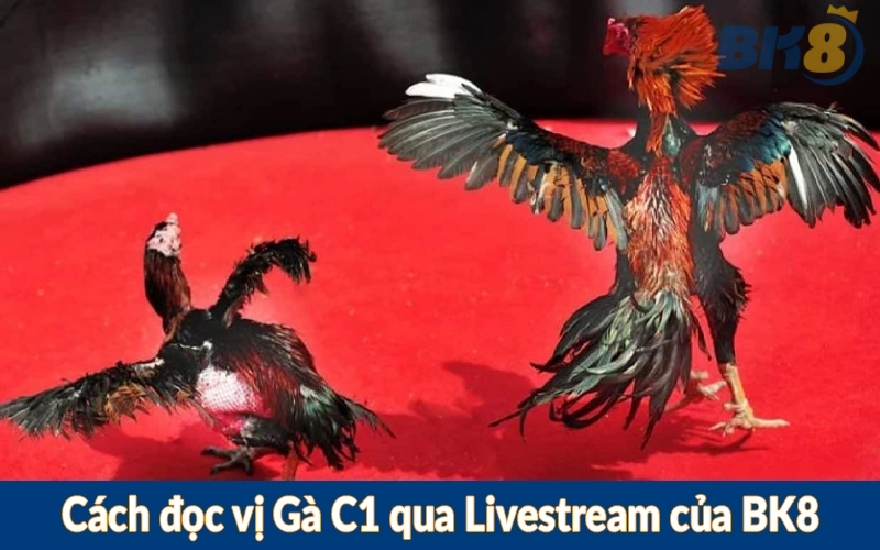 Cách đọc vị Gà C1 qua Livestream của BK8