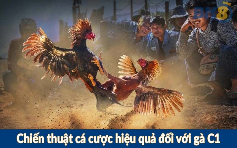Chiến thuật cá cược hiệu quả đối với gà C1