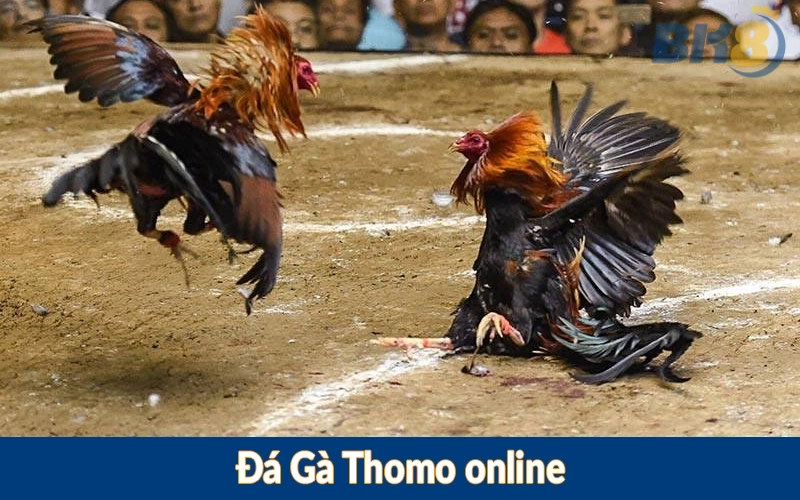 Đá Gà Thomo online
