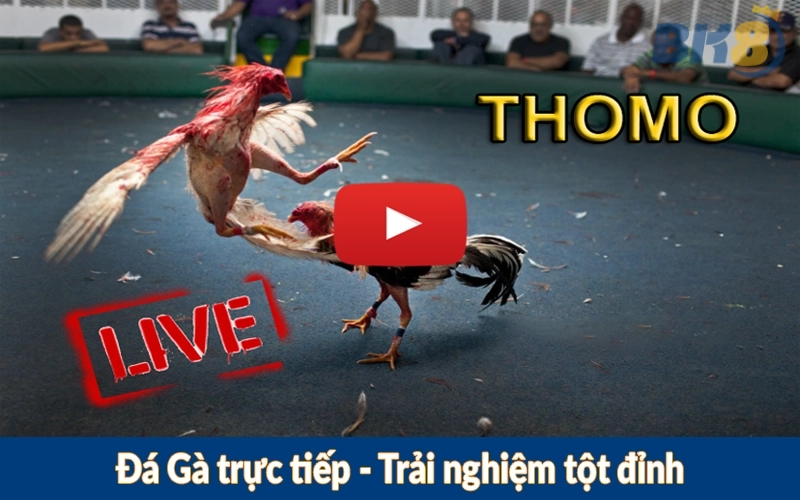 Đá Gà trực tiếp - Trải nghiệm tột đỉnh