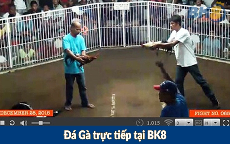 Đá Gà trực tiếp tại BK8