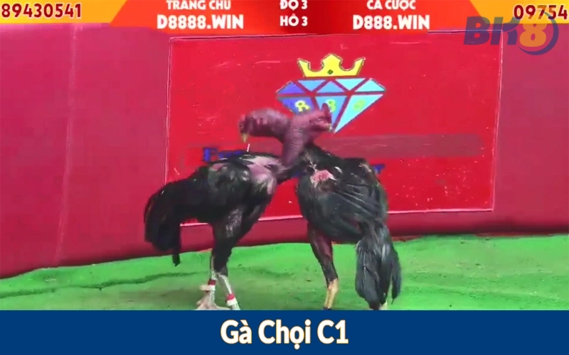 Gà Chọi C1