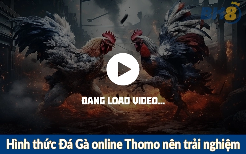 Hình thức Đá Gà online Thomo nên trải nghiệm