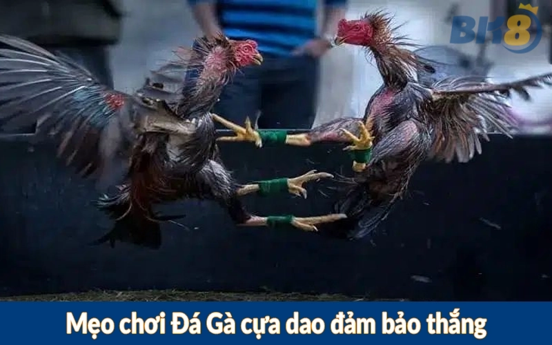 Mẹo chơi Đá Gà cựa dao đảm bảo thắng